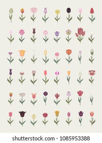 Tulip varieties flat icon set. Garden flower and house plants infographic. Vector illustration