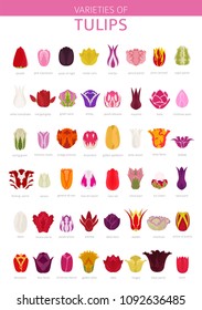 Tulip varieties flat icon set. Garden flower and house plants infographic. Vector illustration