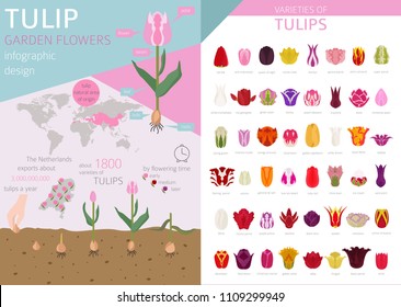 Tulip varieties flat icon set. Garden flower and house plants infographic. Vector illustration