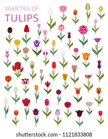 Tulip varieties flat icon set. Garden flower and house plants infographic. Vector illustration