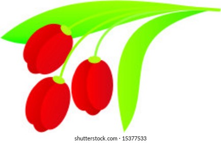 tulip, vector