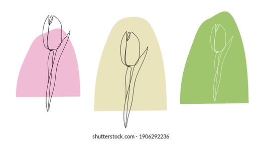 Tulip, vector continuous line drawing. Spring flowers. Design template for banner, post card, invitation. Trendy print design