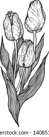Tulip vector flower illustration coloring page