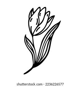 Icono del vector Tulip. Ilustración dibujada a mano aislada en fondo blanco. Flor de primavera de jardín con pétalos elegantes, hojas venosas. Doodle estacional de planta. Piloto simple para tarjetas, afiches, invitaciones