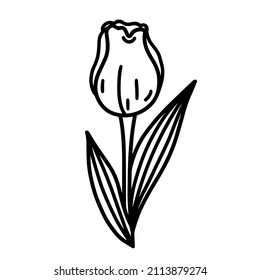 Tulip vector icon. Hand-drawn illustration isolated on white backdrop. Vintage spring flower with petals, veined leaves. Simple clipart for decoration, card design, invitation, seasonal holidays, web
