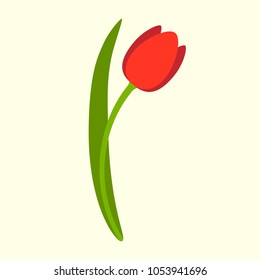 Tulip. Vector illustration.