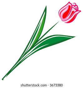 Tulip (Vector Illustration)