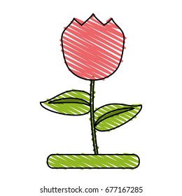 tulip vector illustration