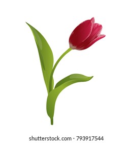 Tulip. Vector illustration.