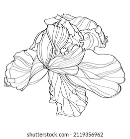 Tulip, Vektorgrafik. Schwarz-Weiß-BlumenVektorgrafik einer Tulpe