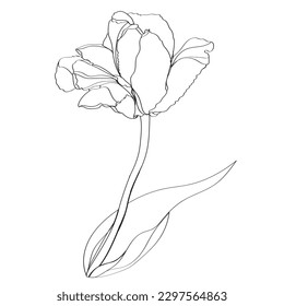 Tulip vector illustration. Black and white floral vector illustration of a tulip