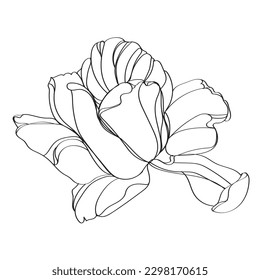 Tulip vector illustration. Black and white floral vector illustration of a tulip