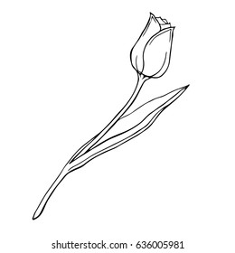 Tulip vector illustration. Doodle style. Isolated on white background.
Flowering Tulip. Cloth, print, design, icon, logo, poster, textile, paper, card, invitation, cloth, wrapping, wallpaper. Eps10
