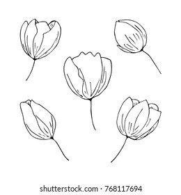 Tulip vector illustration. Doodle style. Design, print, decor, textile, paper