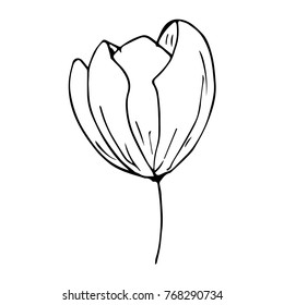 Tulip vector illustration. Doodle style. Design, print, decor, textile, paper