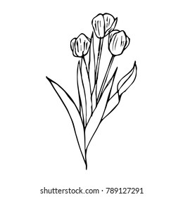 Tulip vector illustration. Doodle style. Design, print, decor, textile, paper