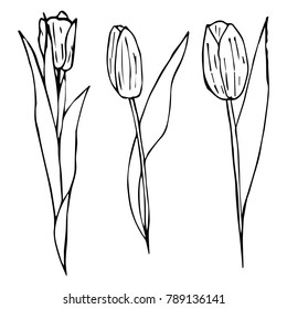 Tulip vector illustration. Doodle style. Design, print, decor, textile, paper