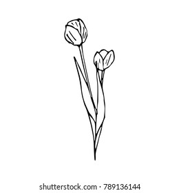 Tulip vector illustration. Doodle style. Design, print, decor, textile, paper