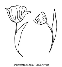 Tulip vector illustration. Doodle style. Design, print, decor, textile, paper