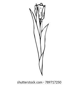 Tulip vector illustration. Doodle style. Design, print, decor, textile, paper