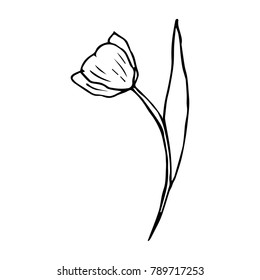 Tulip vector illustration. Doodle style. Design, print, decor, textile, paper