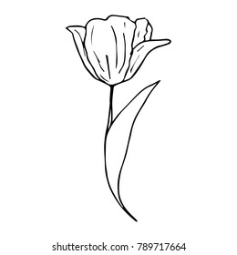 Tulip vector illustration. Doodle style. Design, print, decor, textile, paper