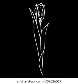 Tulip vector illustration. Doodle style. Design, print, decor, textile, paper