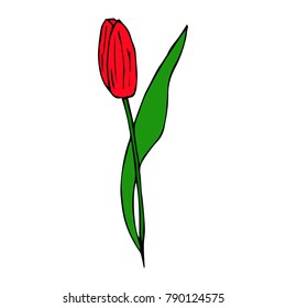 Tulip vector illustration. Doodle style. Design, print, decor, textile, paper