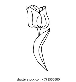 Tulip vector illustration. Doodle style. Design, print, decor, textile, paper