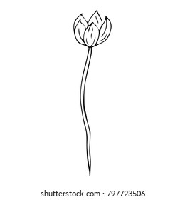 Tulip vector illustration. Doodle style. Design, print, logo, decor, textile, paper.