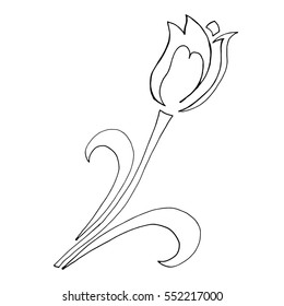 Tulip. Vector illustration of a flower tulip. Hand drawn tulip. Bouquet of tulips.