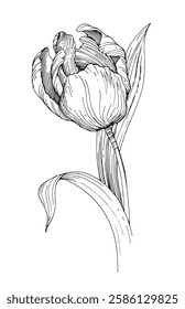 Tulip vector illustration. Handmade ink illustration of tulip. For design of cards, cover, prints, product labels and fabric.