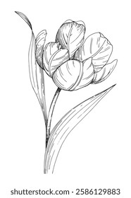 Tulip vector illustration. Handmade ink illustration of tulip. For design of cards, cover, prints, product labels and fabric.