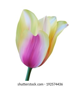 Tulip. Vector illustration. Isolated on white