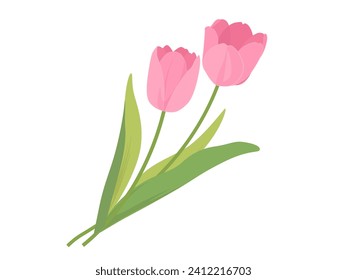 Tulip vector illustration pink color