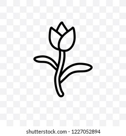 Tulip vector linear icon isolated on transparent background, Tulip transparency concept can be used for web and mobile