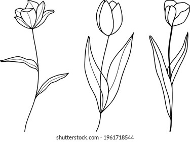 Tulip vector set line black on white background decoration element, minimal flower blossoms, simple beautiful design outline wedding graphic decor, flowers with leaves and petal art illustrations 