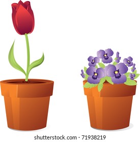 Tulip in violet flowers in orange houseplant pots