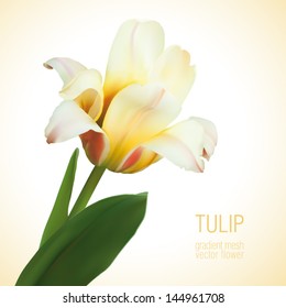 Tulip yellow