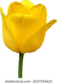 tulip yellow and blooming  design2