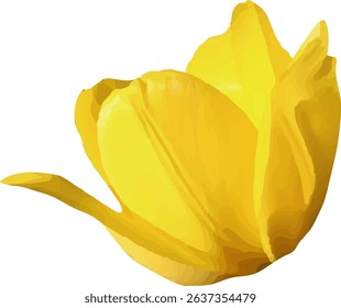 tulip yellow and blooming  design3