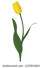 Tulip. Yellow bud. Delicate flower. Vector illustration. Isolated background. A flowering plant from the lily family. The symbol of happiness. Flat style. Idea for web design, invitations, postcards.