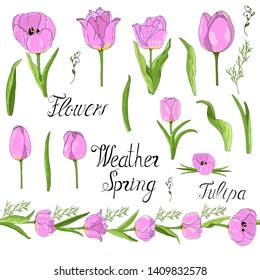 Tulipa vector illustration  hand draw. Celebrate happy spring vector  illustration. Happy birthday celebrate hand draw box vector  illustration.