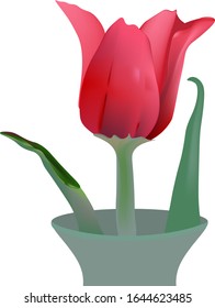 Tulip.Bright beautiful attractive flower in a jug.Isolated on a white background.
