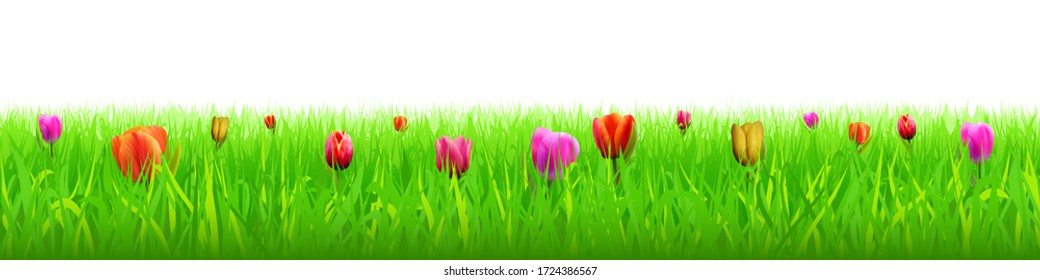Tulips among green grass, spring meadow. Panoramic view, vector illustration. White background, EPS10.