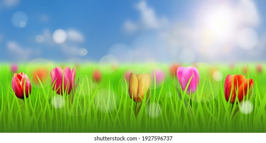 Tulips among green grass, spring meadow. Blurry blue sky and sun in the background.