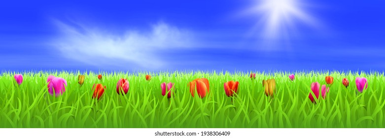 Tulips among green grass, spring meadow. Blue sky and sun in the background.