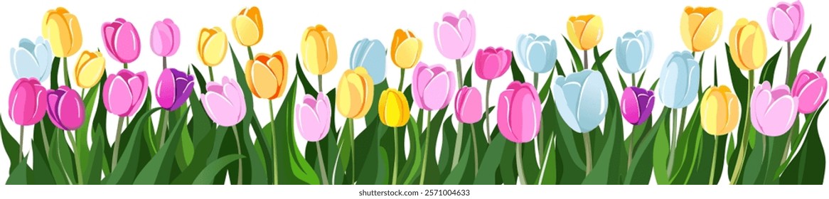 Tulips for background. Colorful tulips on a transparent background. Perennial flower. Spring and Summer. The stems are broad-leaved. Flowers for collages, stickers, design, cards, posters, banners.