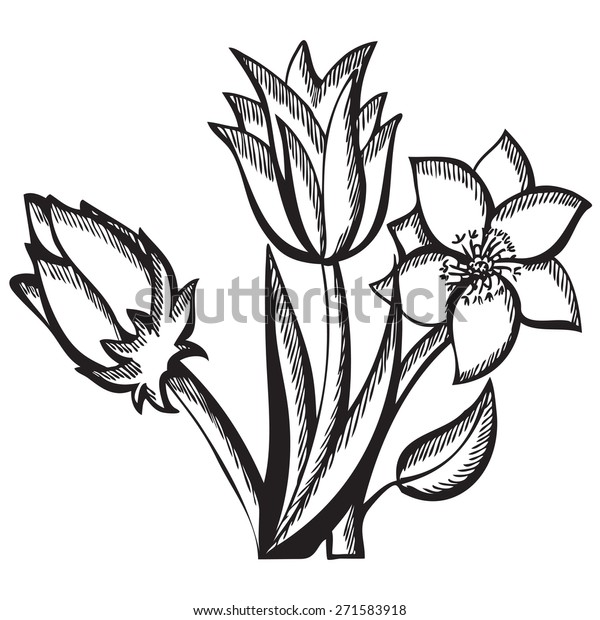 Tulips Black White Bouquet Tulips Vector Stock Vector (Royalty Free