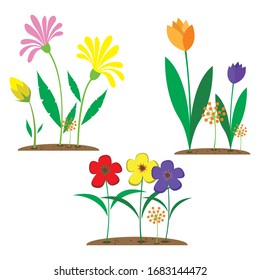 tulips bloom in spring, very beautiful, and various colors, flowers from the netherlands, suitable for wall decoration, tattoos, telephone Wolpeper. 